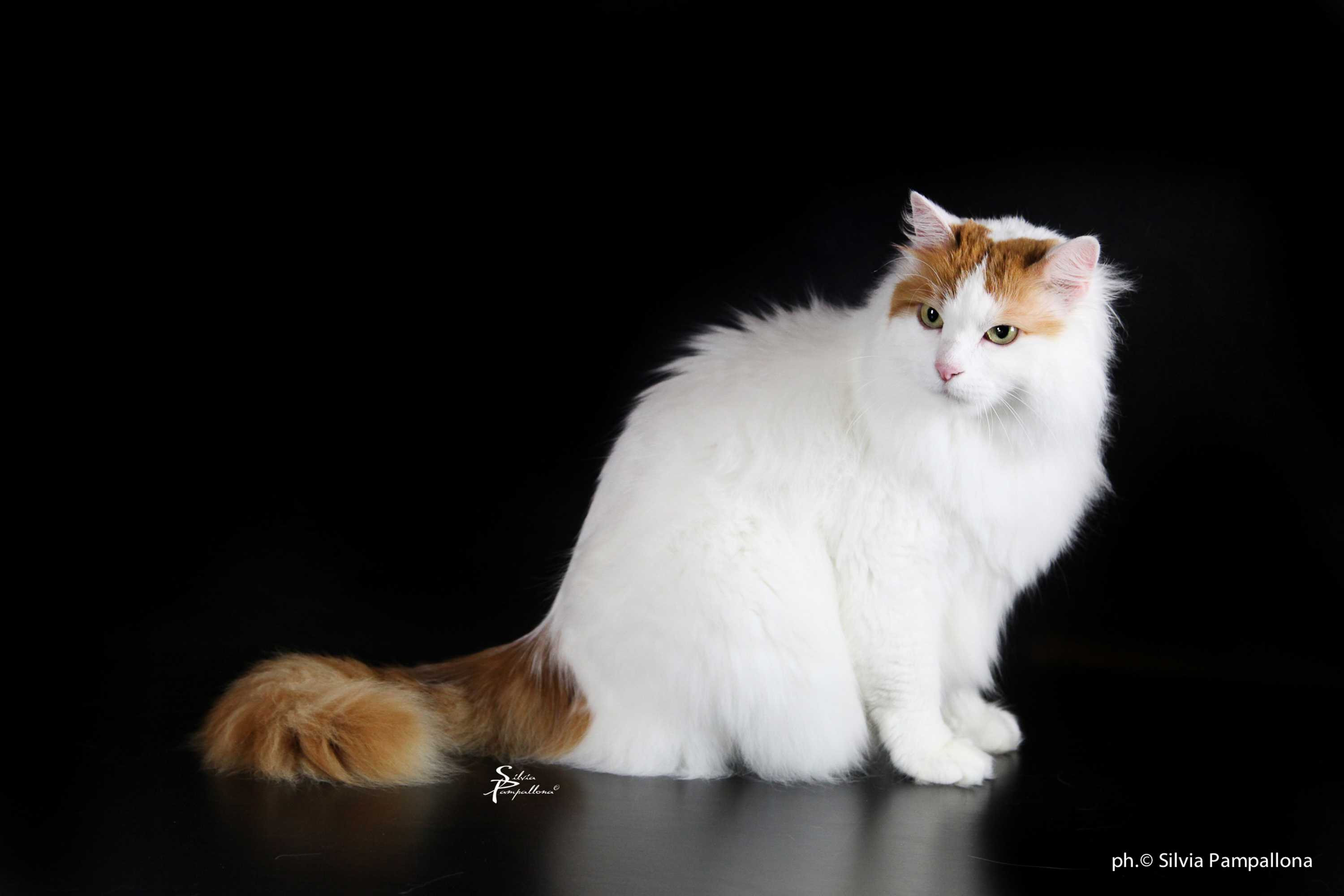 Turkish Van